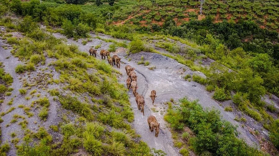 China's wild elephants