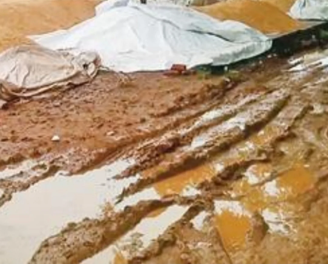 மழையில் நனையும் நெல்