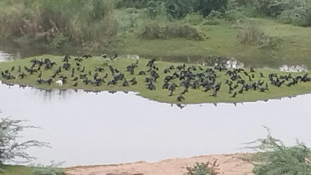 நீர்க்காகங்கள்