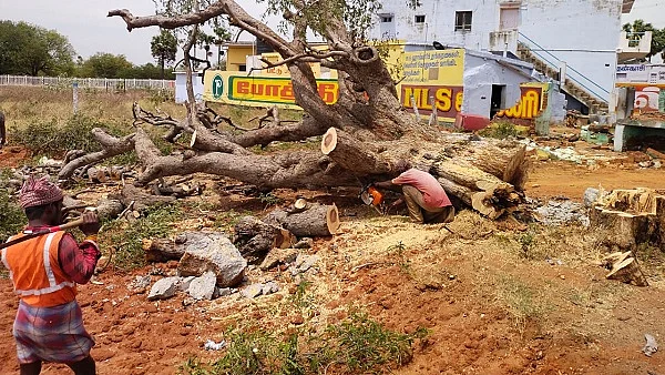 சாலை விரிவாக்கத்துக்காக வெட்டப்படும் மரங்கள்