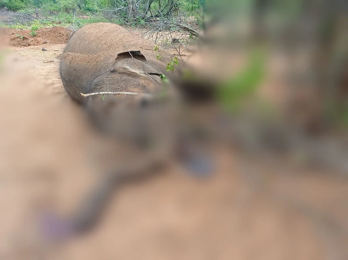 ஆந்த்ராக்ஸ் அறிகுறிகளுடன் இறந்த யானை