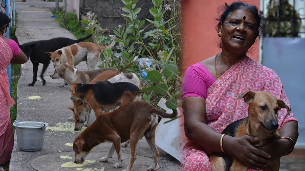 தெரு நாய்களுக்கு உணவளித்து பராமரித்து வரும் விஜயலட்சுமி