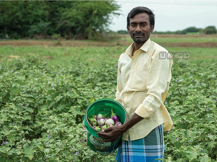 ஒரு ஏக்கர்... ரூ.73,000 -
மணப்பாறை கத்திரி!