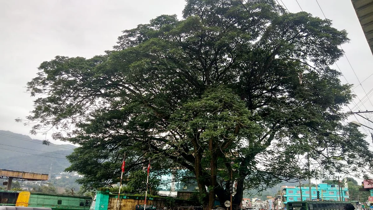 Albizia lebbeck Trees