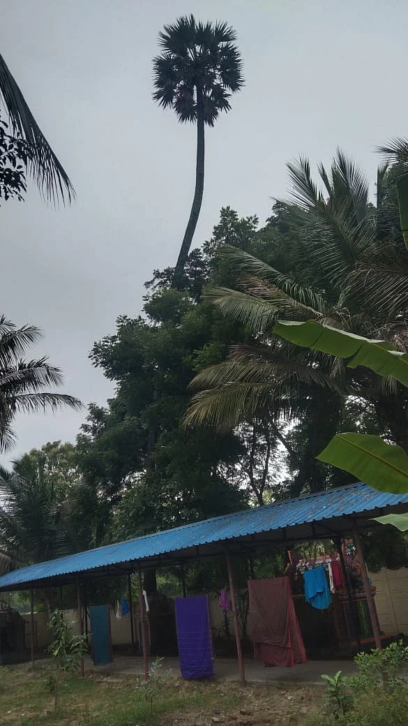 பனைமரம்