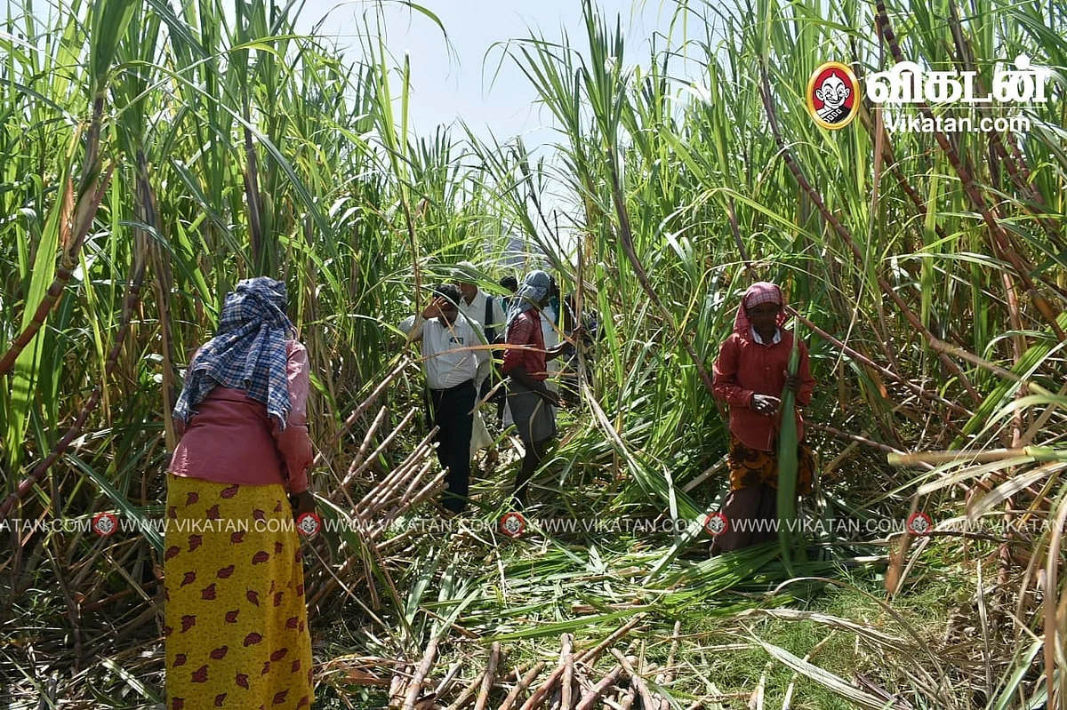 கரும்பு