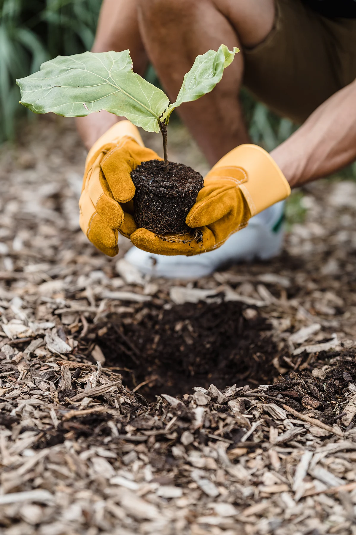 Planting