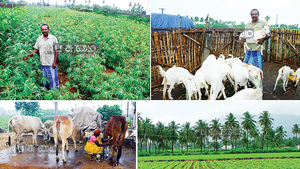 காய்கறிகள், கால்நடை வளர்ப்பு...