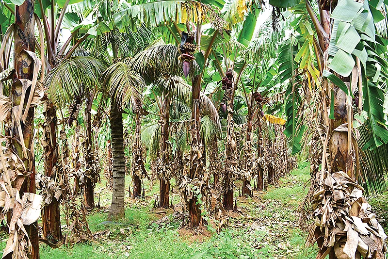 தென்னைக்குள் வாழை