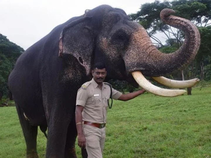 `நீதிபதி மகன் என்றால் மிரட்டலாமா?' - வால்பாறை வனச்சரகர் கைதால் கொந்தளிக்கும் வனத்துறை ஊழியர்கள்