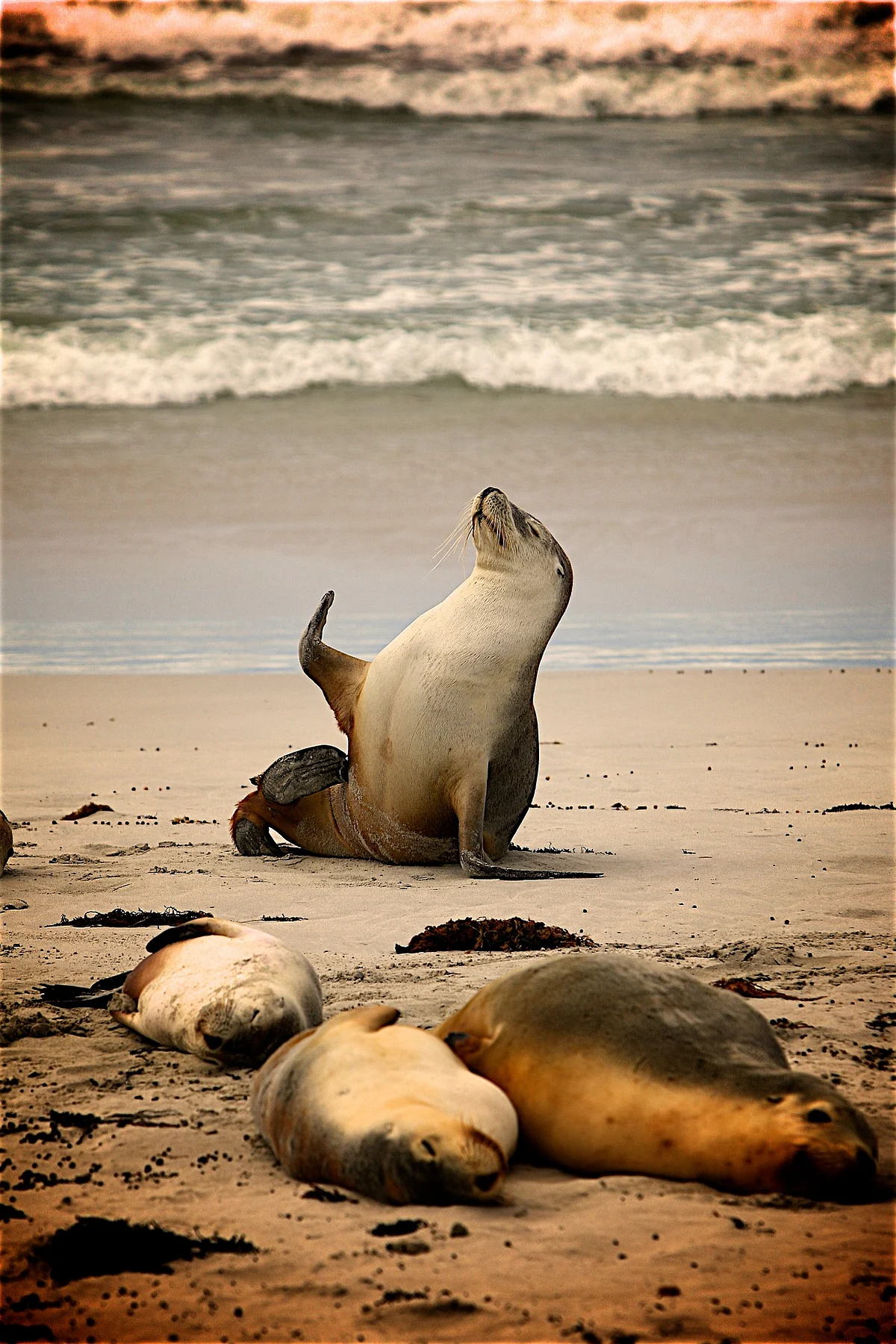 seals