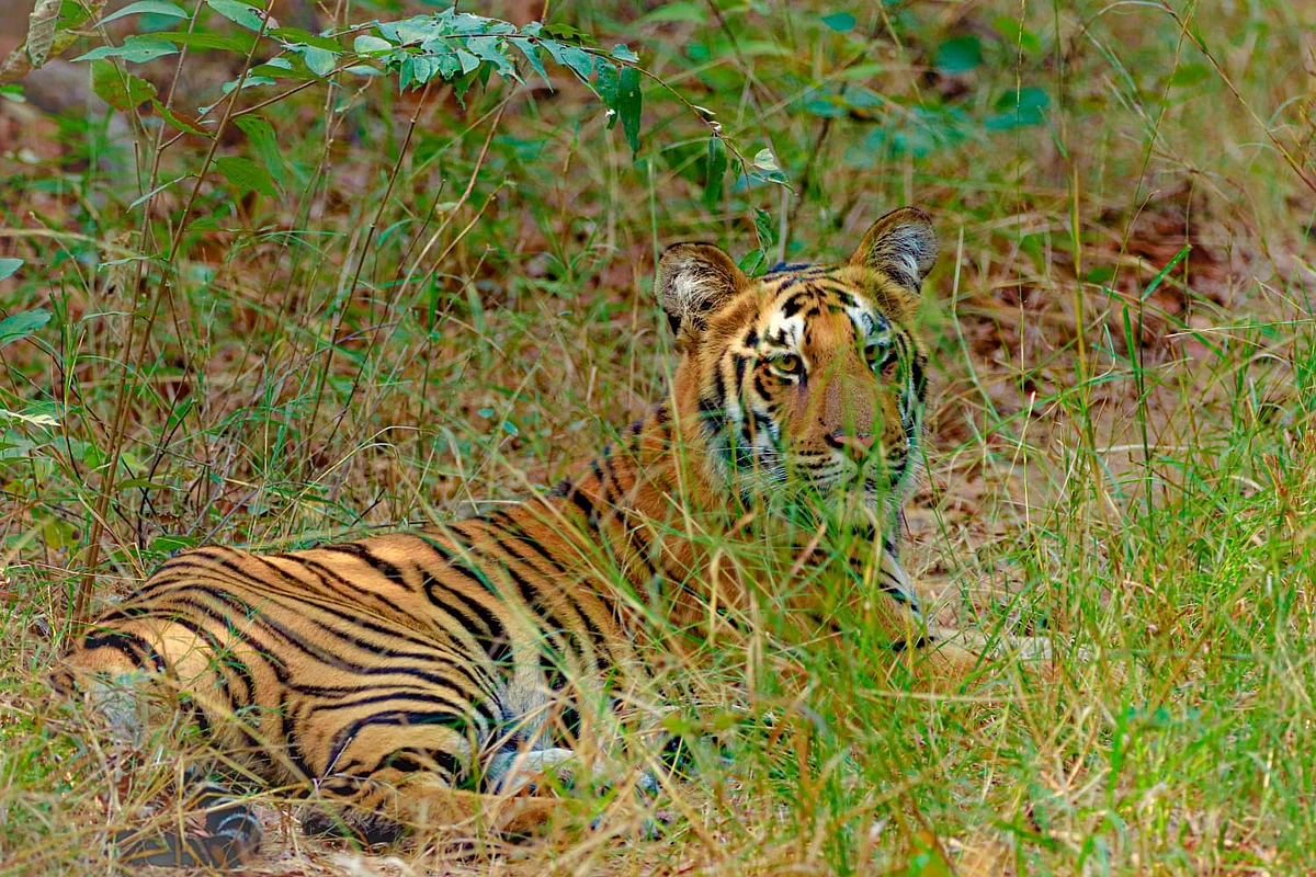 புலி