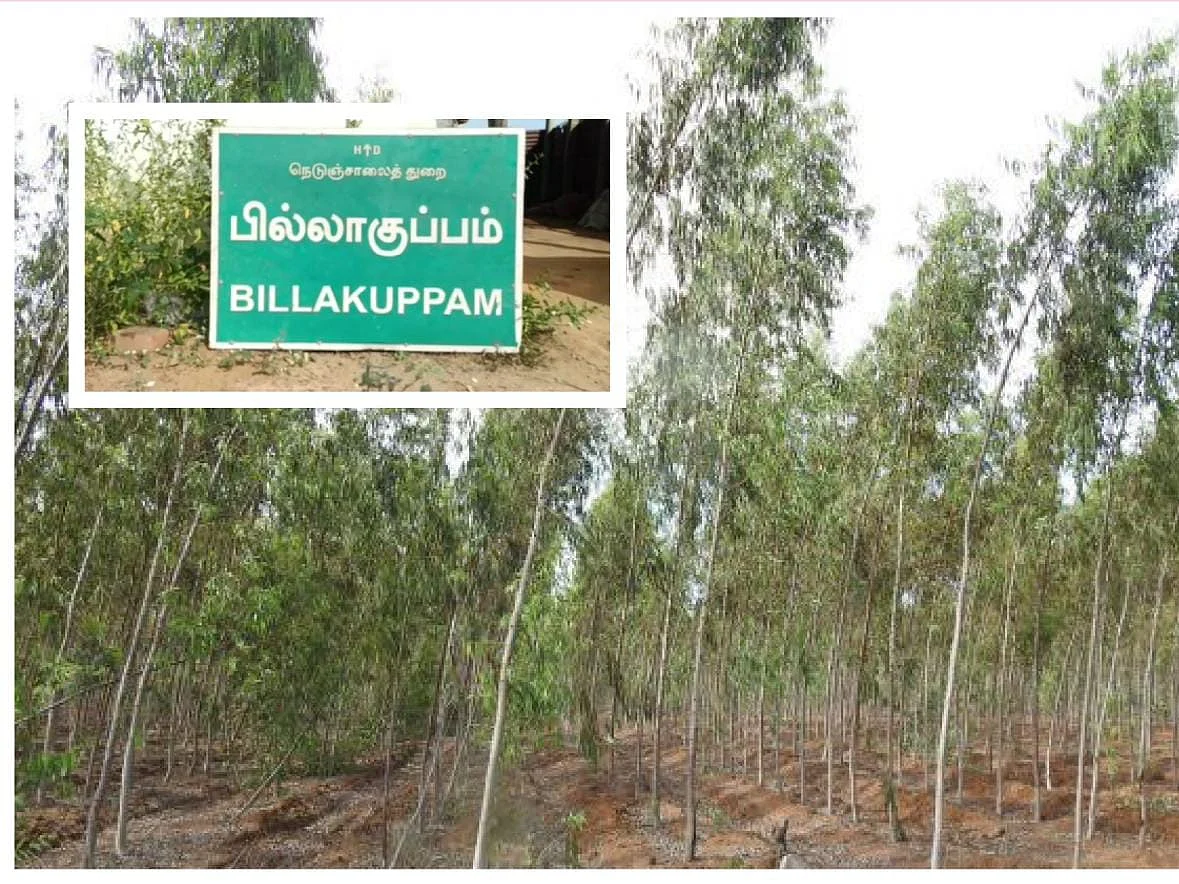 `ஆணுறுப்பு அறுக்கப்பட்ட நிலையில் தைலக் காட்டில் சடலம்!' - போலீஸ் தீவிர விசாரணை