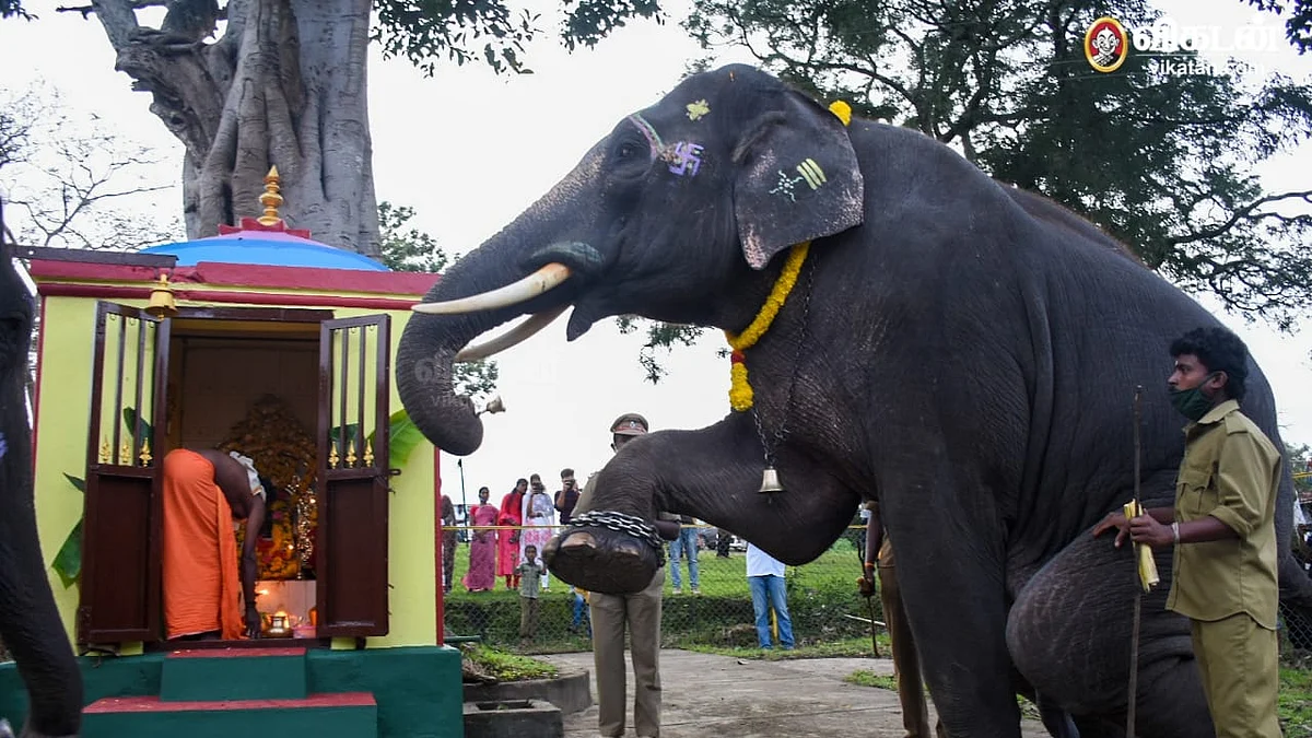 யானைகள் கொண்டாடிய விநாயகர் சதுர்த்தி