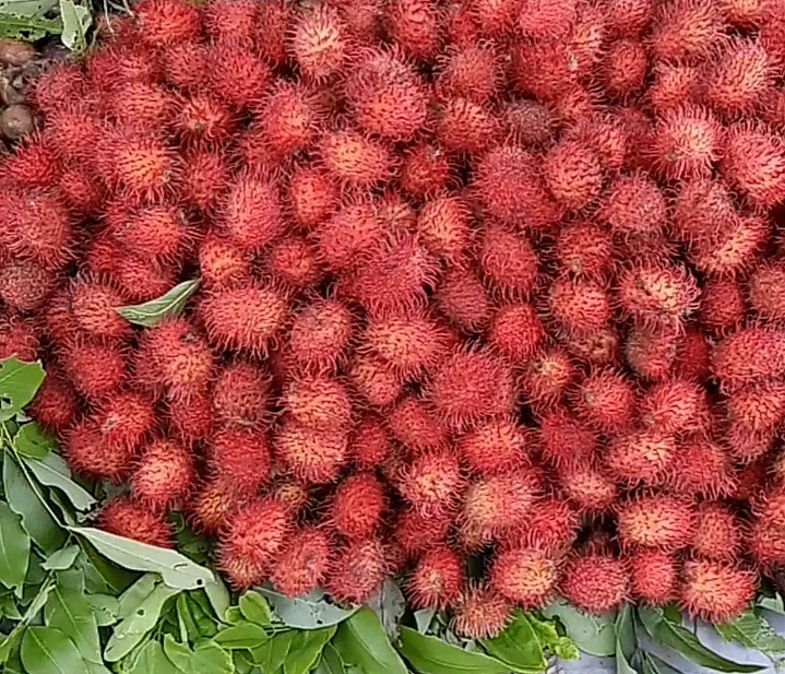 ரம்புட்டான் பழங்கள்