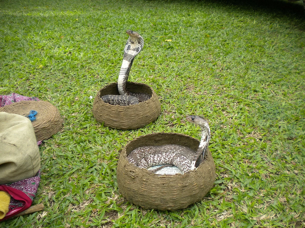 Snake (Representational Image)
