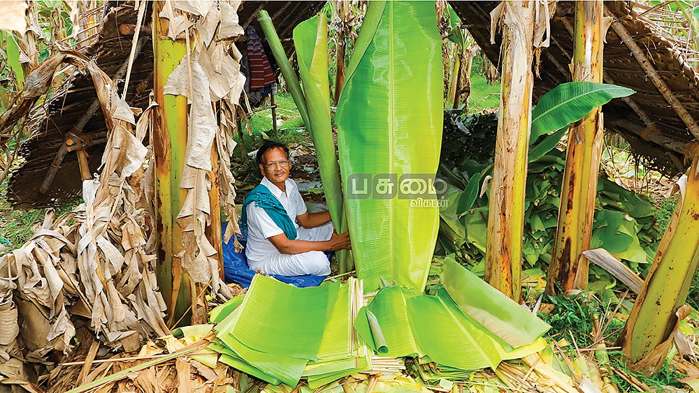 ஓங்கி உயர்ந்த வாழை இலைகளுடன் சீனிவாசன்