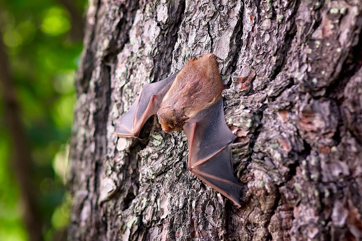 Bats (Representational Image)
