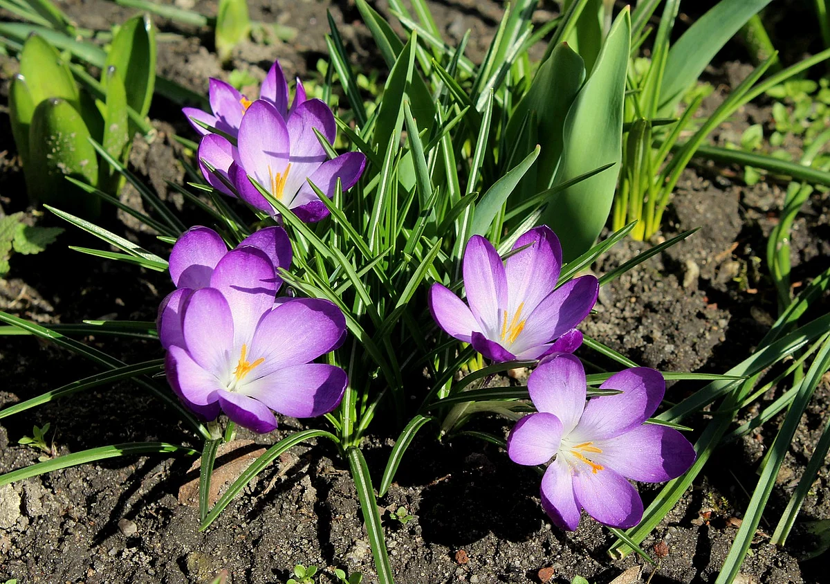 Saffron Flower (Representational Image)
