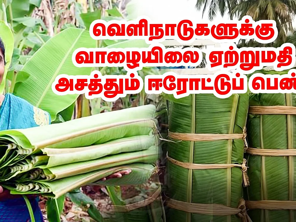 ``தமிழ்நாடு வாழை அரபு நாட்டுக்கு போகுது!" - சாதித்த பெண் | Pasumai Vikatan