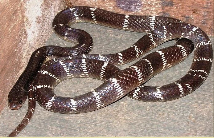 கட்டுவிரியன்