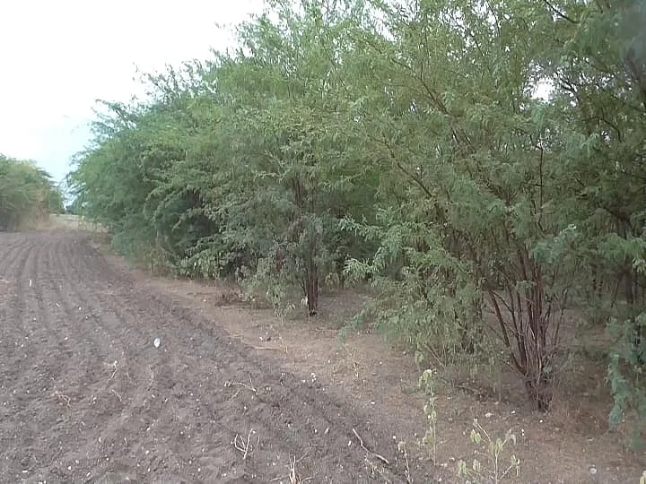 முருகனை கொலை செய்த மேலக்கரந்தை காட்டுப்பகுதி