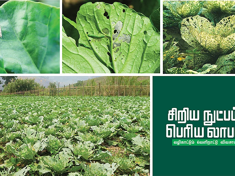 விஸ்வரூப வைரமுதுகுப் பூச்சி... விரட்டி அடித்த விஞ்ஞானம்!