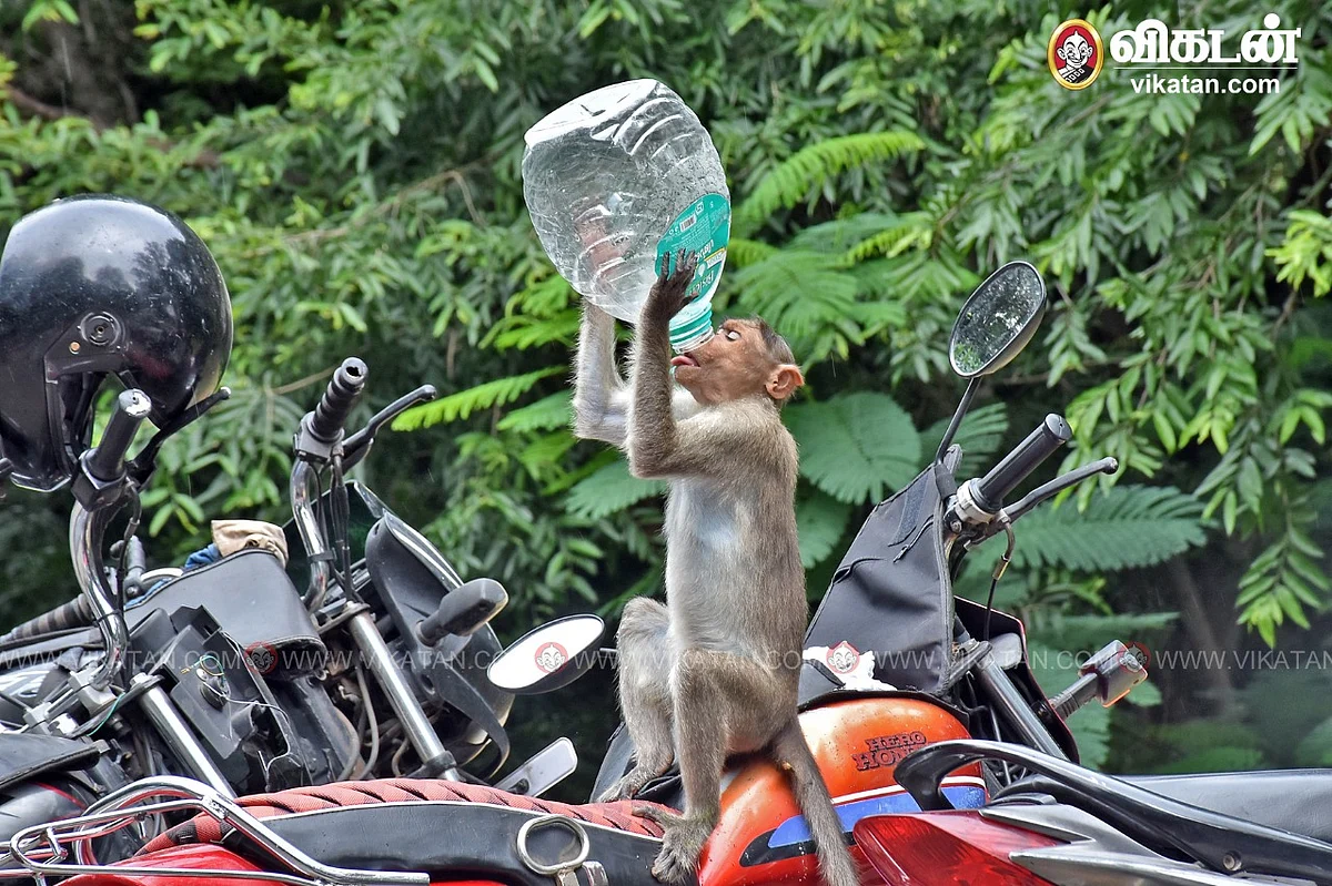 அழகர் மலை
