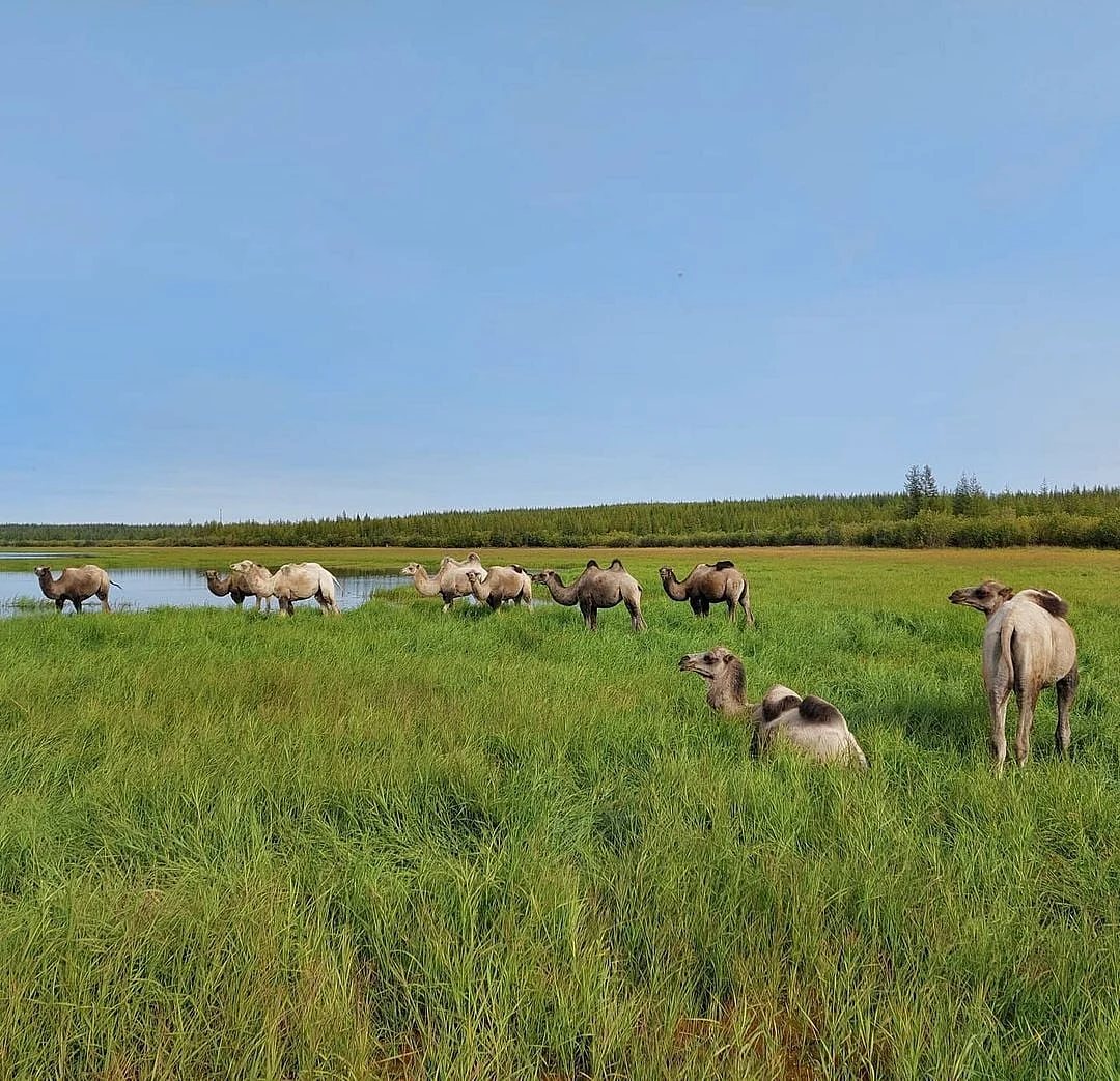 ப்ளீஸ்டோசீன் பார்க் | Pleistocene Park