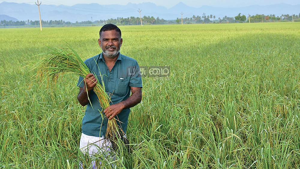 நெல் வயலில் சபா ஆறுமுகம்