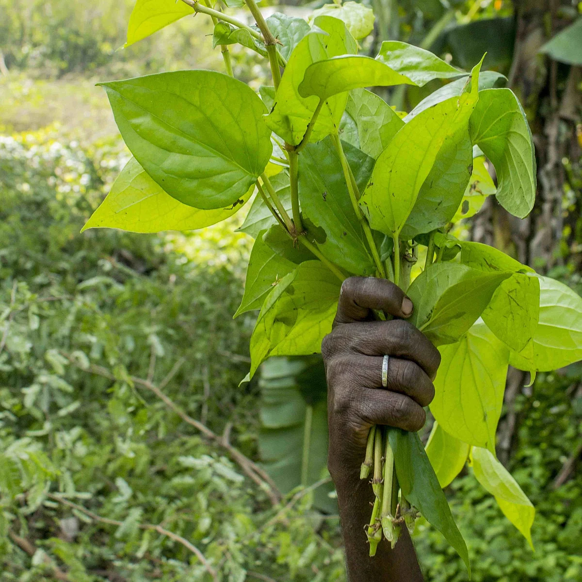 வெற்றிலை