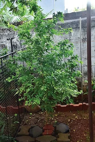 மாடித்தோட்டம்