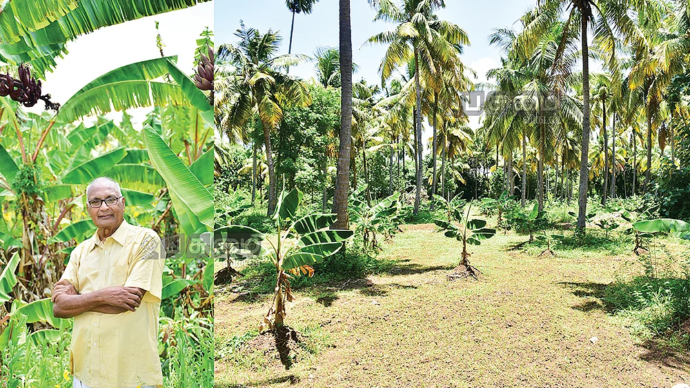 தென்னையில் ஊடுபயிராக வாழை