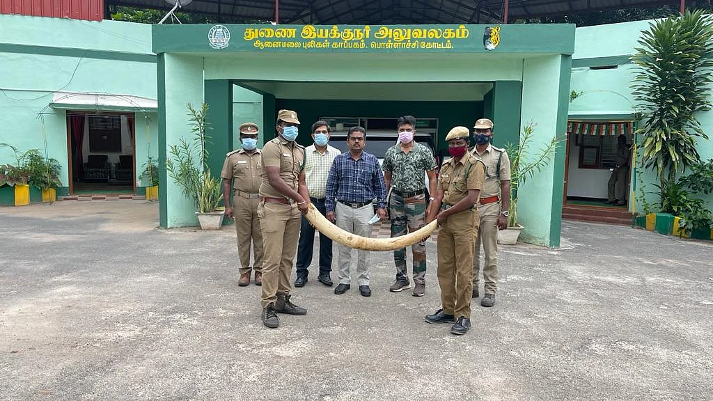 யானை தந்தம்