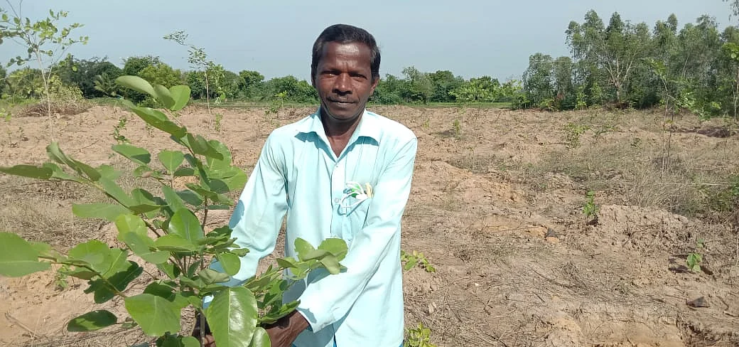 மரக்கன்றுகள் நடவு