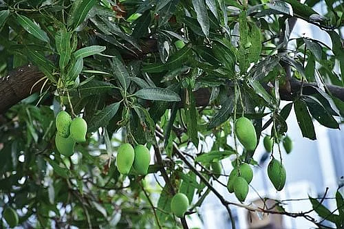 மாங்காய்
