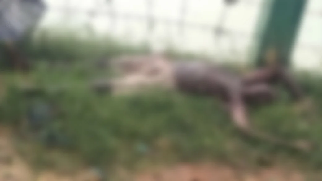 இறந்து போன சுமைதூக்கும் தொழிலாளர்கள்