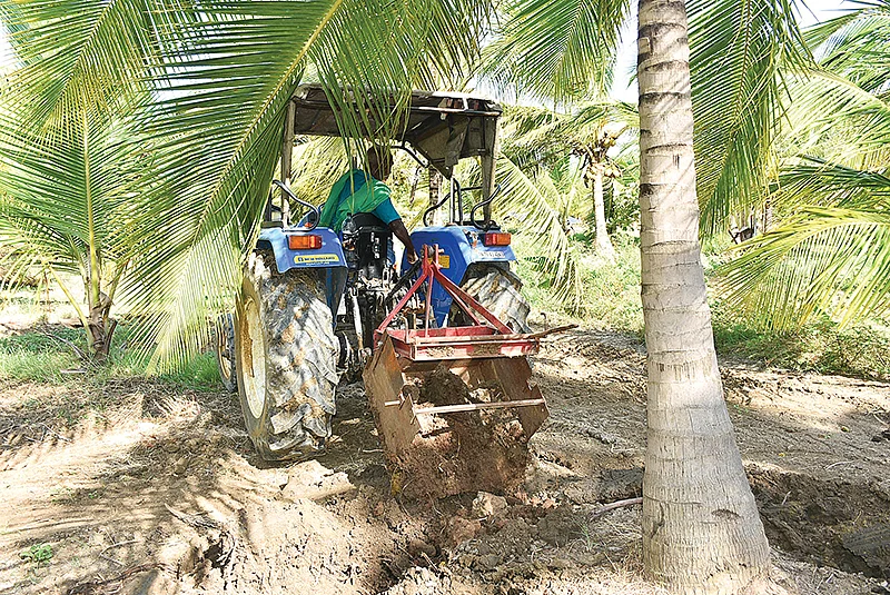 தென்னைக்கு உரமிடுதல்