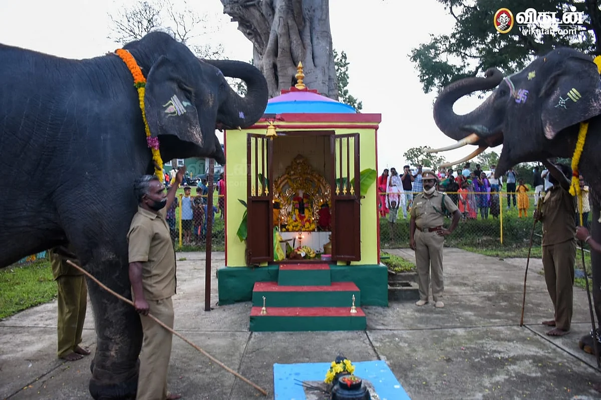 யானைகள் கொண்டாடிய விநாயகர் சதுர்த்தி