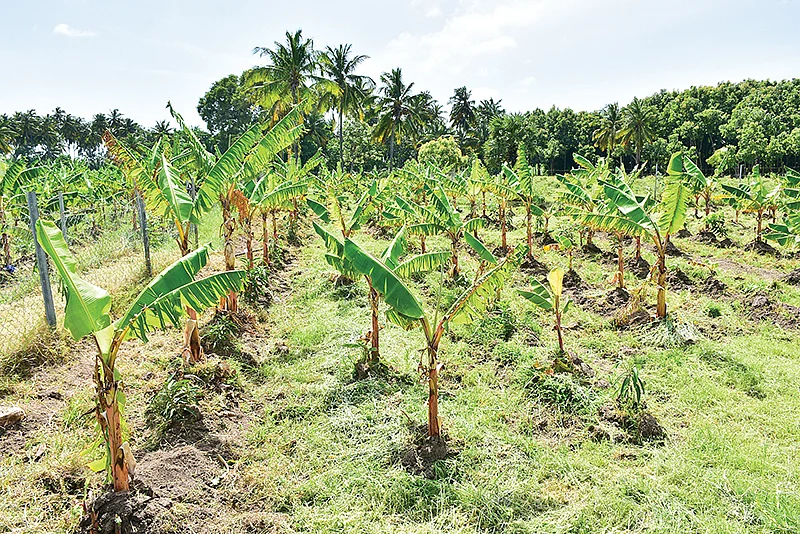 வாழை