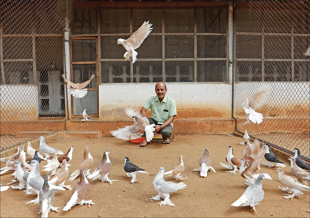 “இந்தியப் புறாக்களுக்கு குடும்பப் பொறுப்பு அதிகம்!”