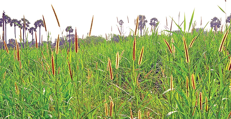 தீவனப்புல்