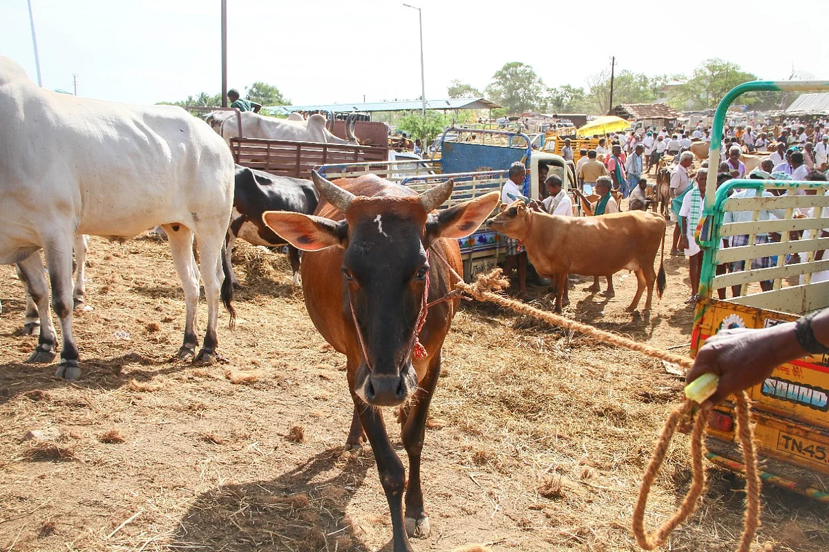 மாட்டுச்சந்தை