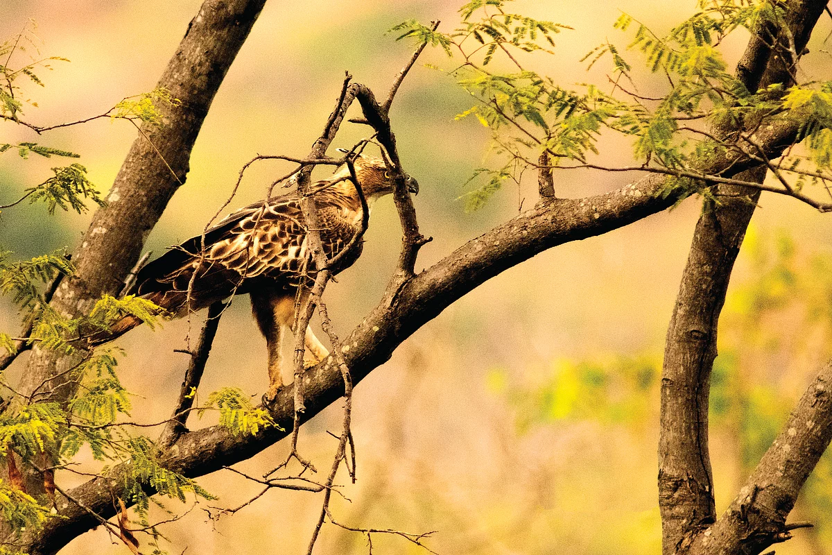 Deep into the forest of Amaravati
