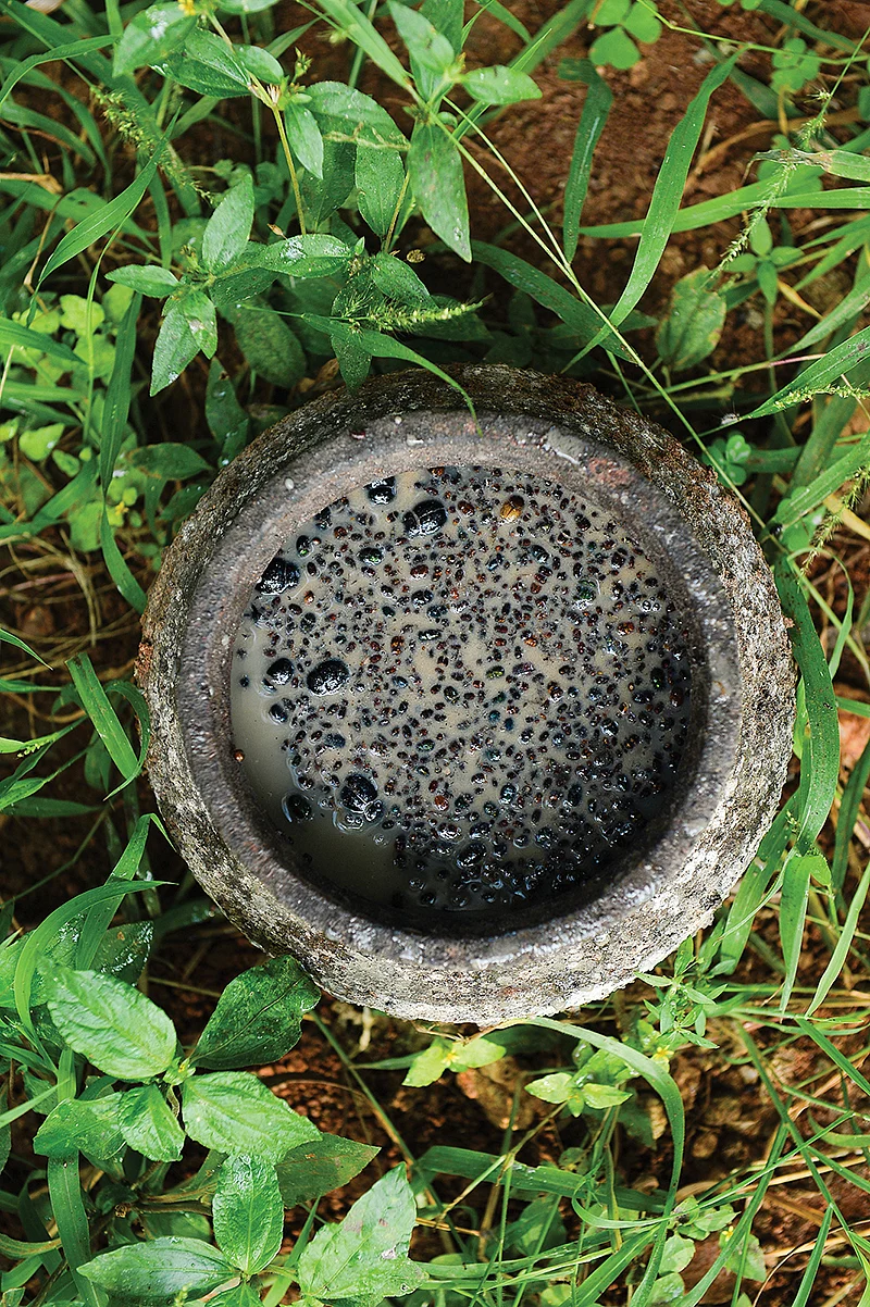 பிடிபட்ட காண்டாமிருக வண்டுகள்