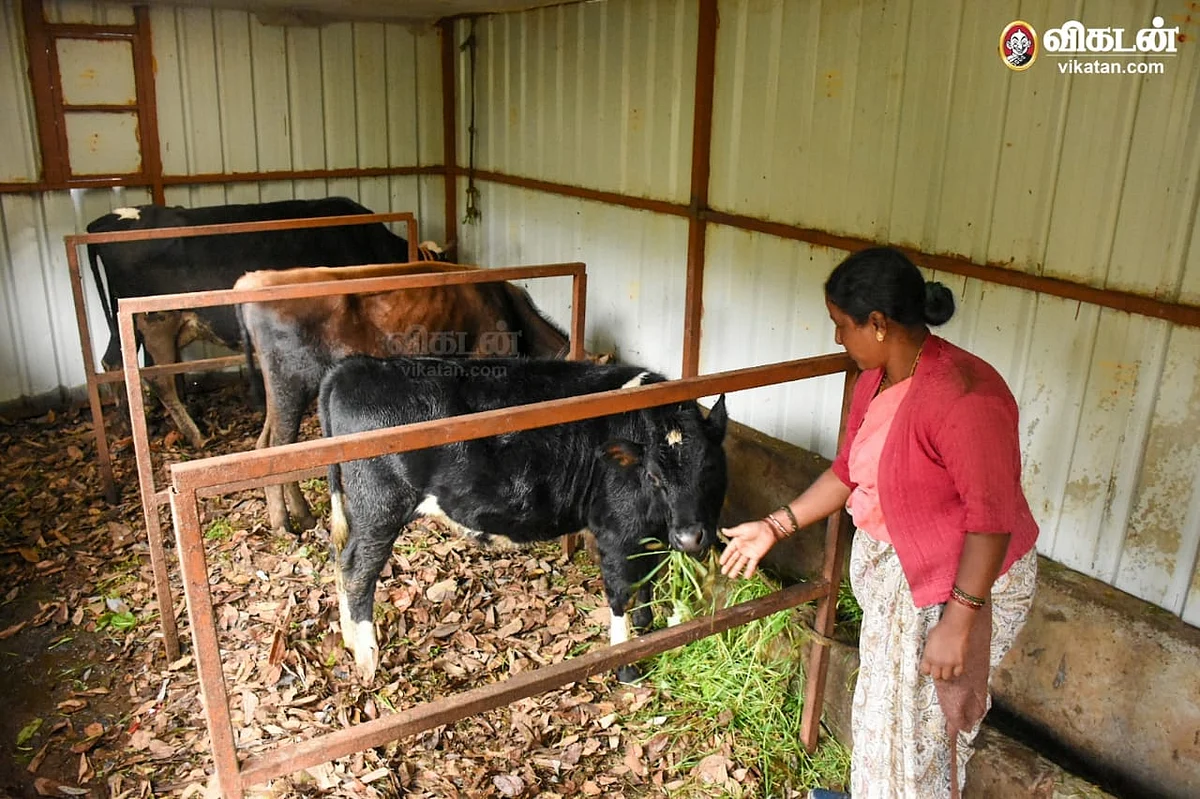 மாடு வளர்ப்பு