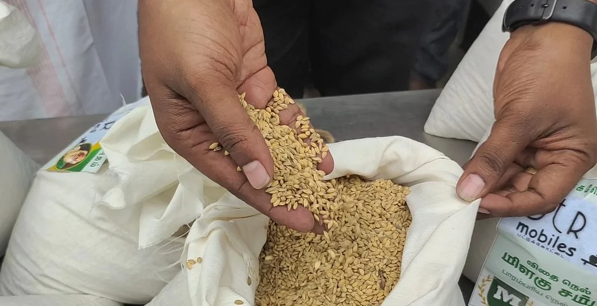 மிளகு சம்பா விதை நெல்