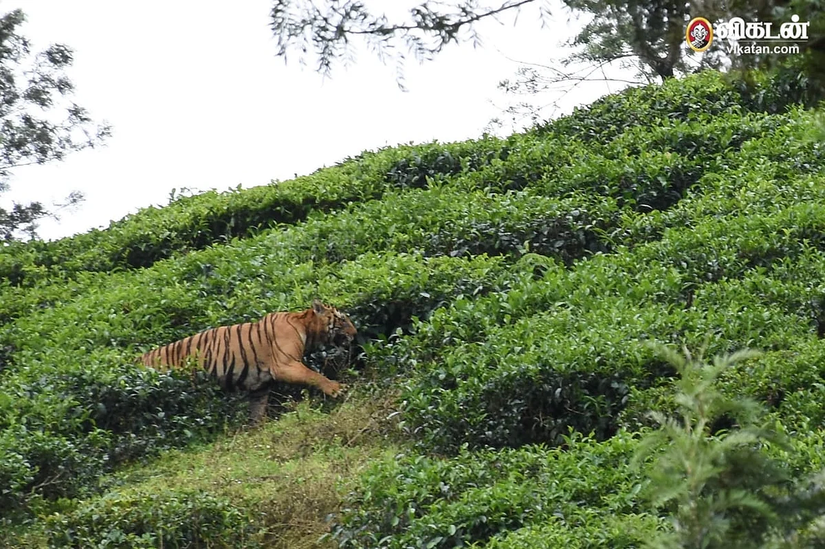 Tiger t23