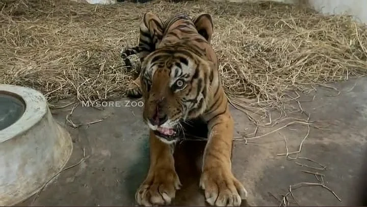 T23 புலி