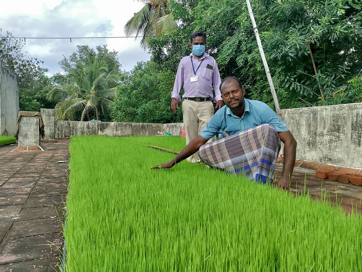 வீட்டு மொட்டை மாடியிலேயே நாற்றங்கால் அமைத்த விவசாயி; குவியும் பாராட்டு!